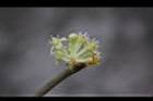 香葉樹-雄花36.JPG