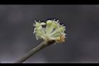 香葉樹-雄花37.JPG