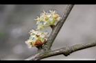 香葉樹-雄花38.JPG