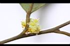 香葉樹-雄花45.JPG