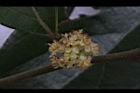香葉樹-雄花46.JPG