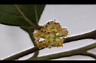 香葉樹-雄花47.JPG