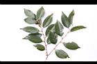 香葉樹-雄花序02.JPG