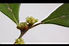 香葉樹-雌花00.JPG