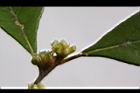 香葉樹-雌花01.JPG