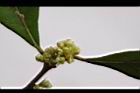 香葉樹-雌花03.JPG