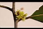 香葉樹-雌花04.JPG