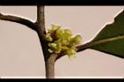 香葉樹-雌花05.JPG