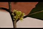 香葉樹-雌花06.JPG