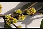 香葉樹-雌花序07.JPG