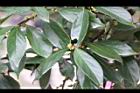 香葉樹-雌花序09.JPG