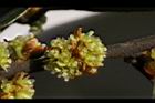 香葉樹-雌花序1.JPG