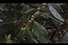 香葉樹-雌花序11.JPG