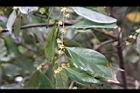 香葉樹-雌花序12.JPG