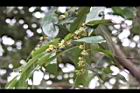 香葉樹-雌花序15.JPG