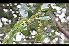 香葉樹-雌花序16.JPG