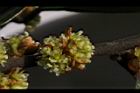 香葉樹-雌花序2.JPG