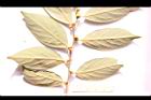 香葉樹-雌花序26.JPG