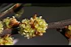 香葉樹-雌花序3.JPG