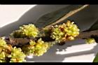 香葉樹-雌花序4.JPG