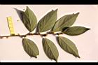 香葉樹-雌花序41.JPG