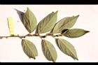 香葉樹-雌花序42.JPG