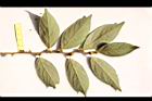 香葉樹-雌花序44.JPG