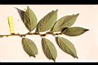 香葉樹-雌花序45.JPG