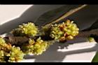 香葉樹-雌花序5.JPG