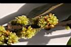 香葉樹-雌花序6.JPG