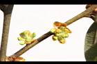 香葉樹-雌花苞0.JPG