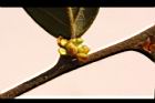 香葉樹-雌花苞3.JPG