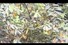 香葉樹-黃葉03.JPG