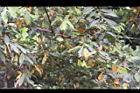 香葉樹-黃葉04.JPG