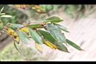 香葉樹-黃葉08.JPG