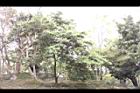 香葉樹06.JPG