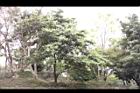 香葉樹09.JPG