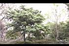 香葉樹13.JPG