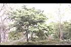 香葉樹14.JPG