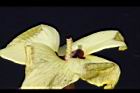 香葵-實-花蕊01.JPG