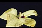 香葵-實-花蕊02.JPG