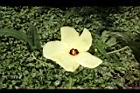 香葵-花07.JPG
