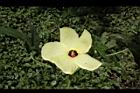 香葵-花09.JPG