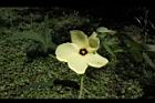 香葵-花11.JPG
