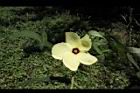 香葵-花12.JPG