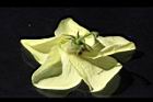 香葵-花萼02.JPG