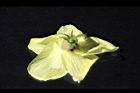 香葵-花萼04.JPG