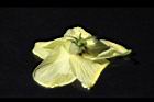 香葵-花萼06.JPG