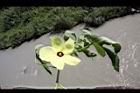 香葵-花葉00.JPG