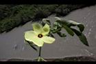 香葵-花葉02.JPG